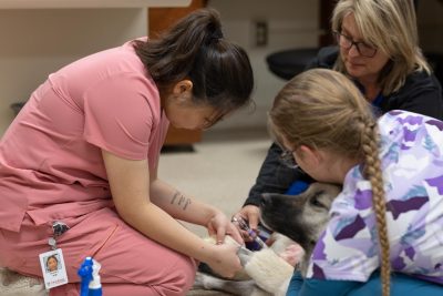 Fourth year DVM student Stephanie Boo caring for Pasha the 4-year-old shepherd mix at the Veterinary Teaching Hospital
